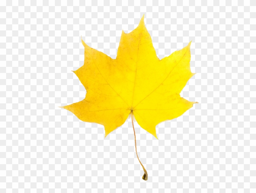 Fall Leaf - Yellow Fall Leaf Clip Art #834297