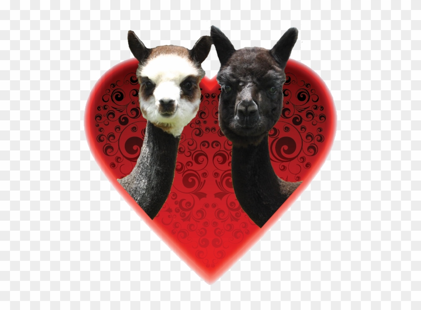 Valentines Day Alpaca - Alpaca #835082