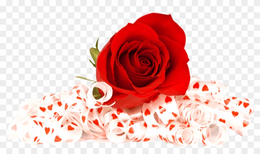 Valentines Day Roses Png Photo - Flowers Red Rose Png #835103
