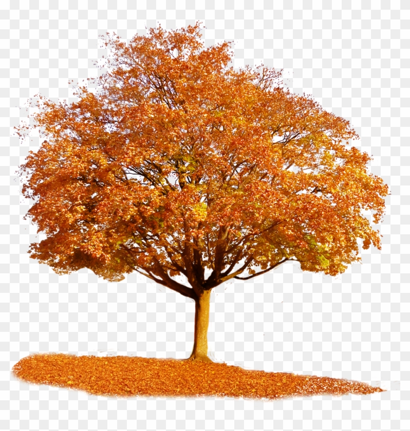 Fall Tree Clipart - Autumn Tree Transparent Background #835236