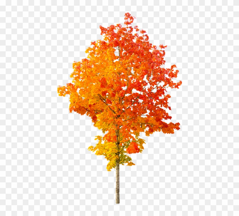 Autumn Trees Clipart 10, Buy Clip Art - Cartoon Fall Tree #835247