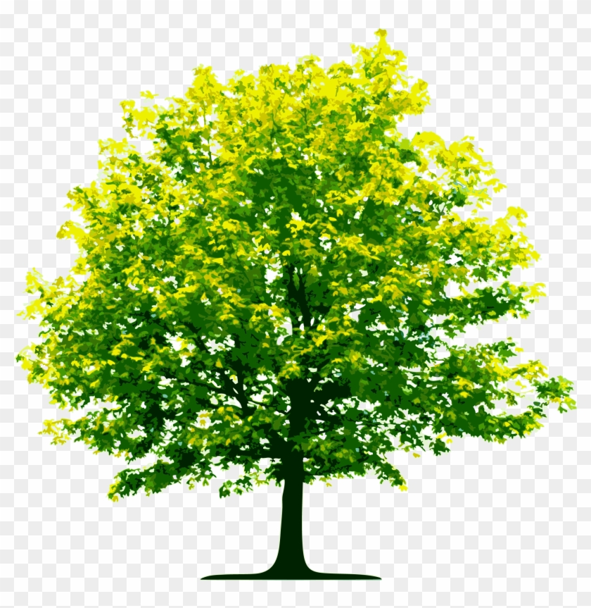 Fall Trees Plan Png - Tree No Background Png #835296