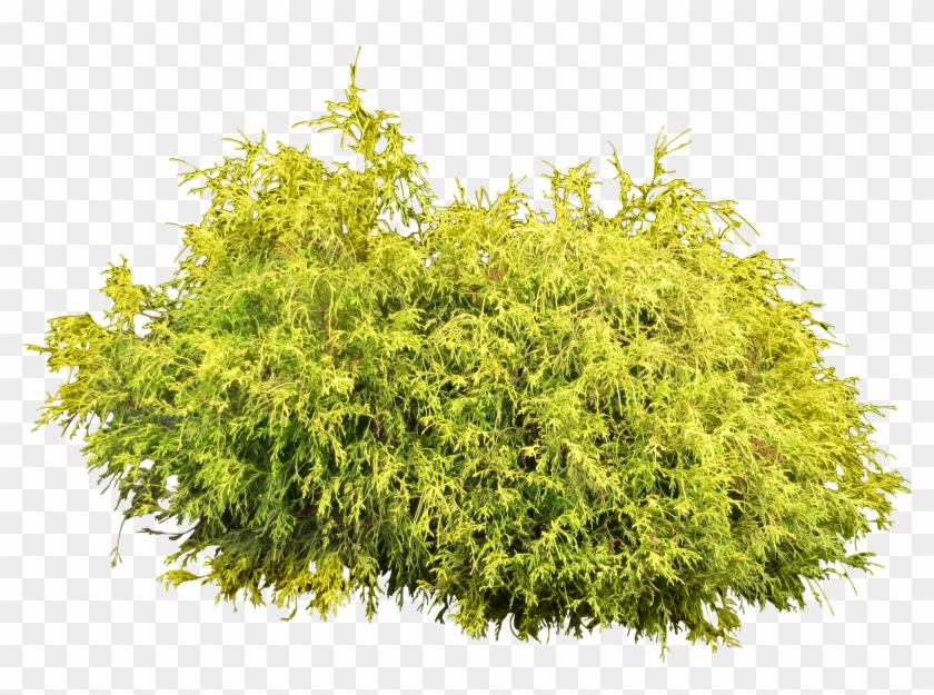 Bushes Png Images Free Download, Bush Png - Shrub Png #835305