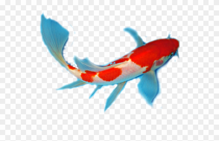 Facts About Koi Anatomy - Transparent Koi Fish Png #835347