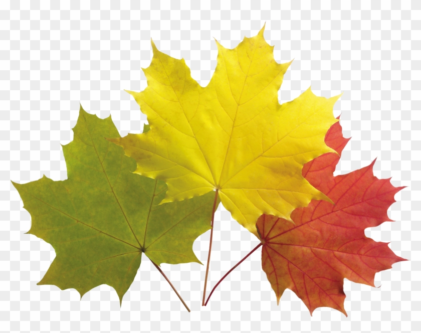 Pattern Autumn Leaves Png Image - Картинки Листя Для Дітей #835394