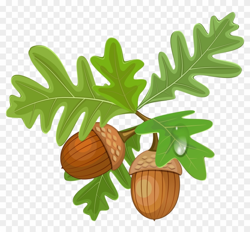 Transparent Leaves With Acorns - Oak Leaf And Acorn Clipart #835398