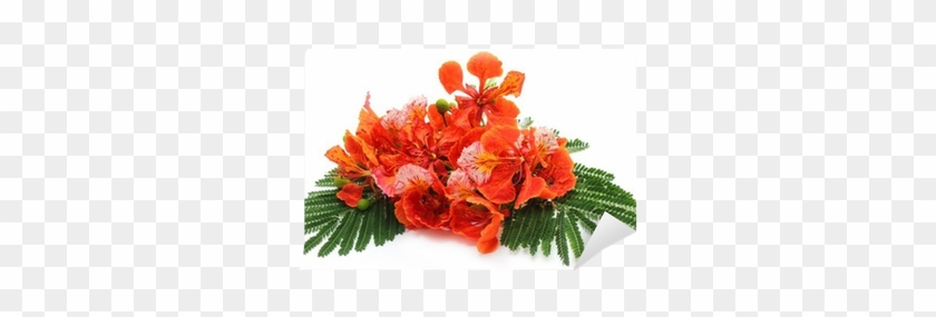 Delonix Regia Or Krishnachura With Green Leaves Wall - Royal Poinciana #835399