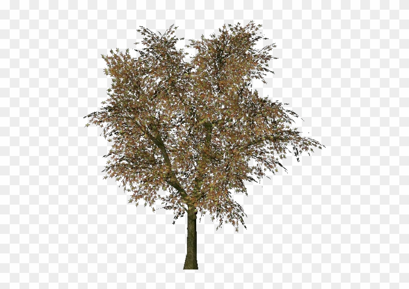 3d Trees - Norway Maple - Olive #835424