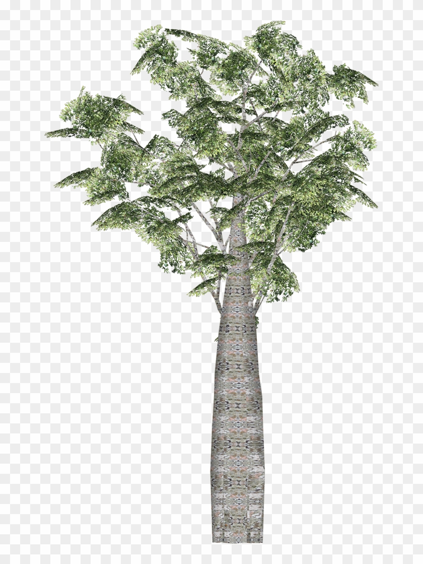 Kauri - Wiki #835429