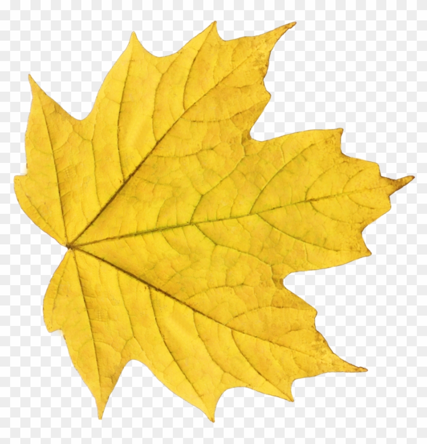 Autumn Leaves Png Image Purepng Free Transpa Cc0 - Yellow Leaf Png #835431
