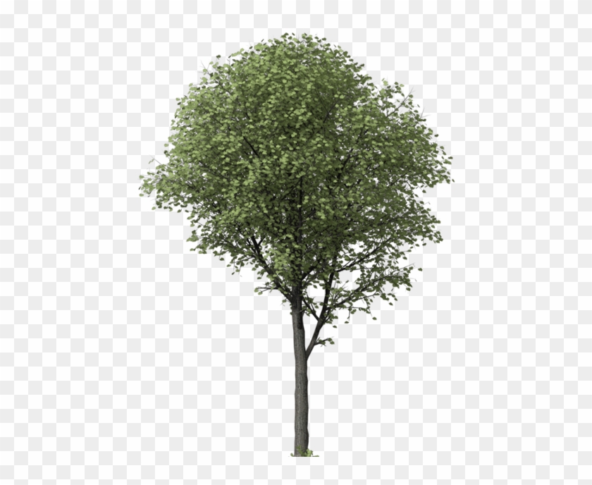 Llli - Ginkgo Biloba Tree Png #835436