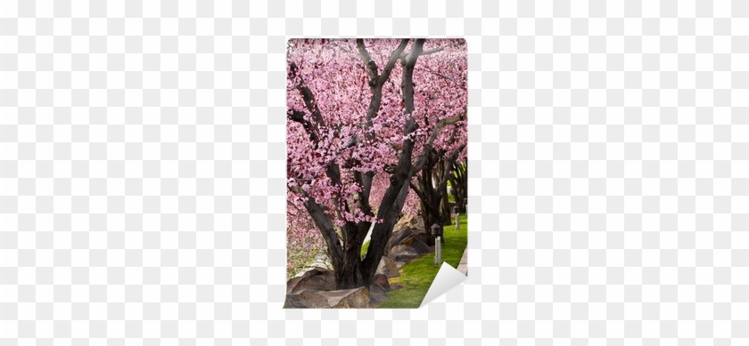 Fototapete Bäume Mit Leuchtend Rosa Blüten An Der Rand - Cherry Blossom #835444