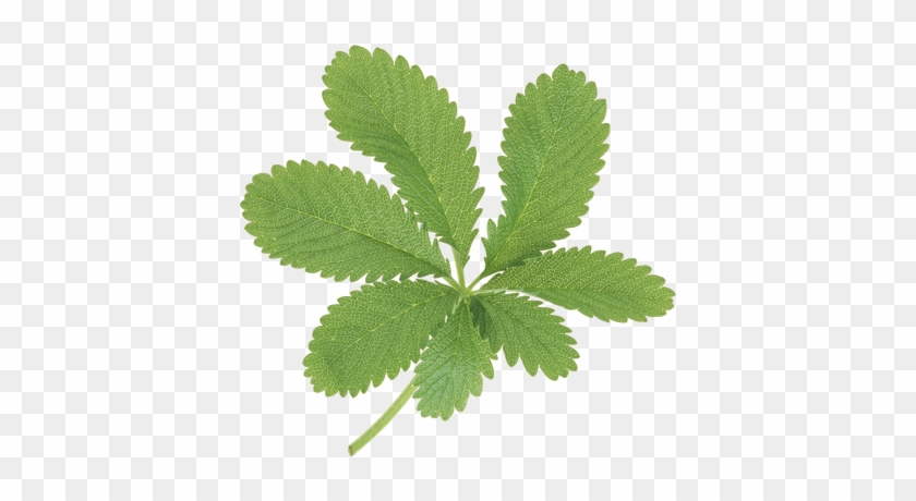 Large Green Leaves - Hanfblatt #835485