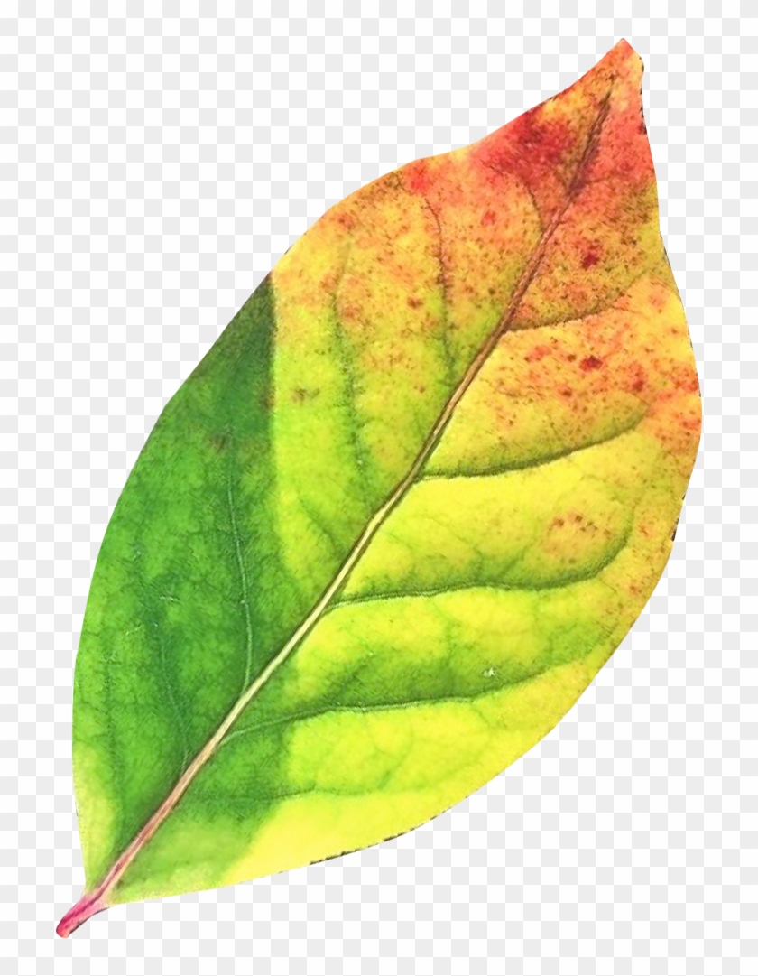Autumn Leaf Png Transparent Image - Leaf Png #835561