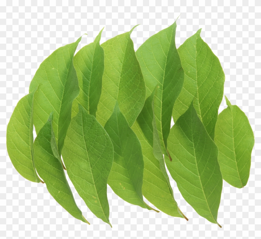 Green Leaves - Leaf #835572