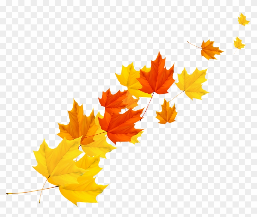 Maple Leaf Autumn - Maple Leaf Vector Png #835604