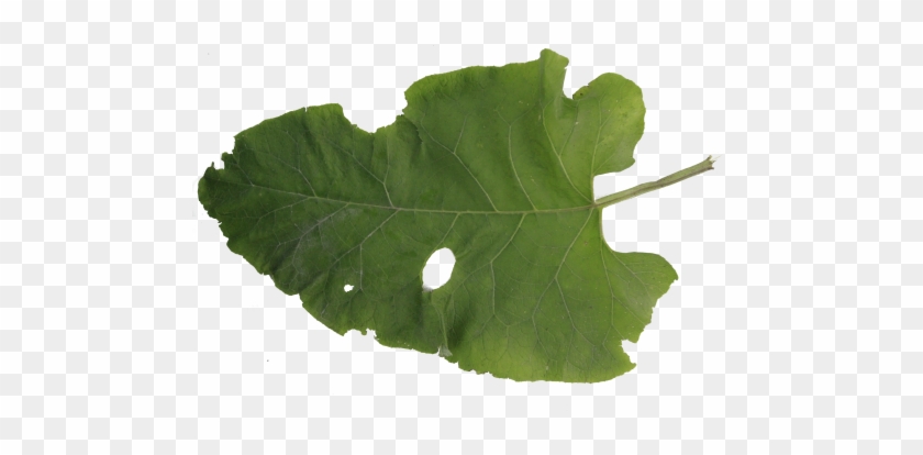 Big Green Damaged Burdock Leaf Autumn Eaten Old Bush - Eaten Leaf #835644