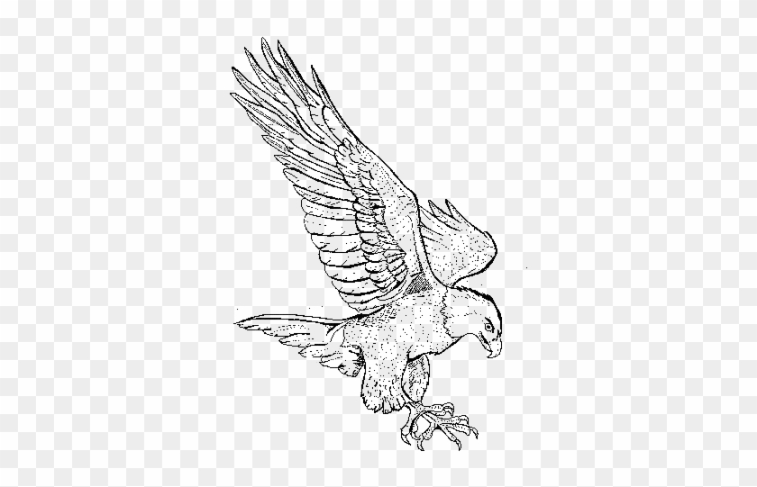 Bald Eagle Bird - Flying Eagle Eagle Drawings #835961