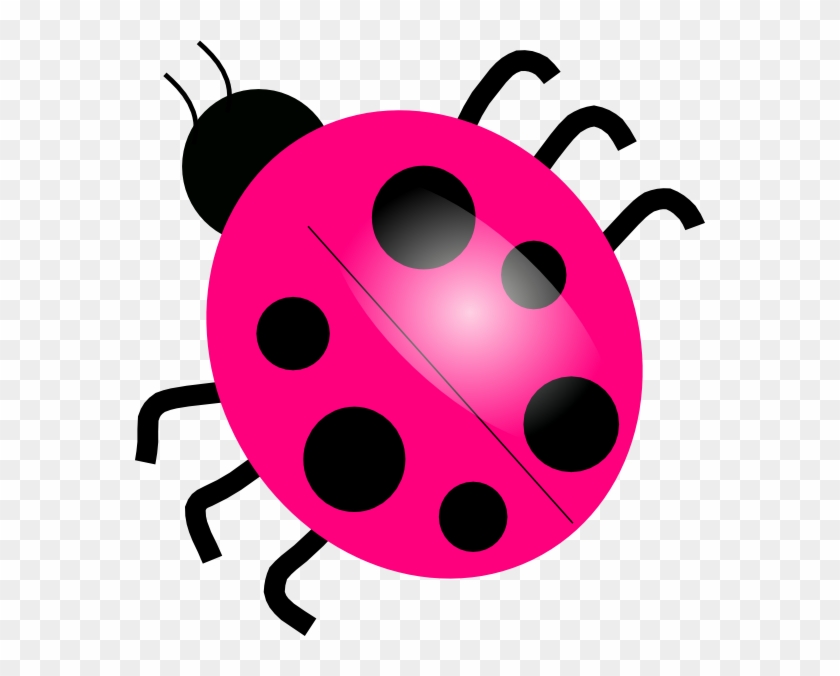 Many Legs Does A Ladybug Have #836253