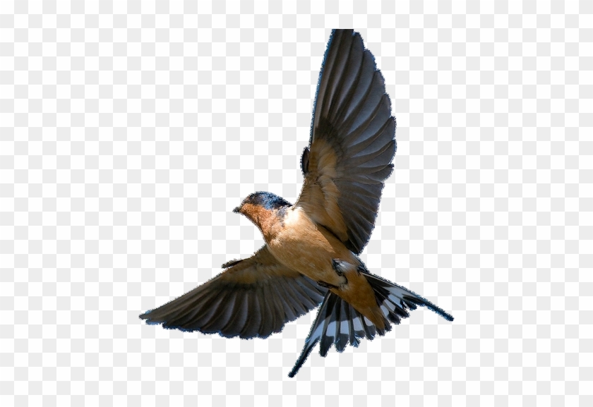 Photo Gallery - Barn Swallow In Flight #836687