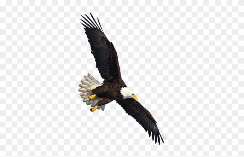 Eagle Png Image, Free Download - Eagles Flying Png #836690