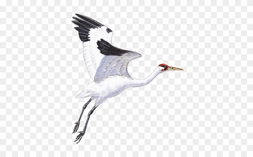 Super Ragged Floats - Crane Bird Transparent Background #836701