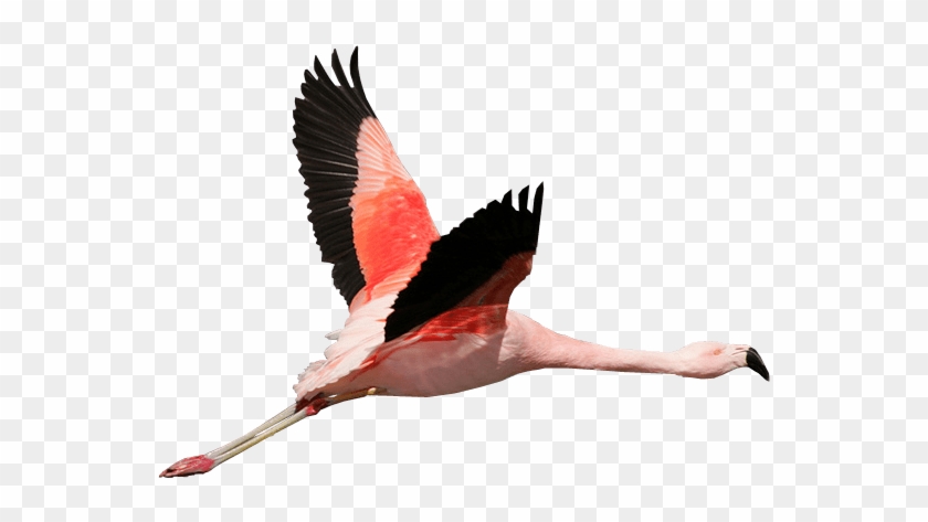 Flamingo Flying Transparent Background Bird - Flamingo Flying Transparent Background #836711