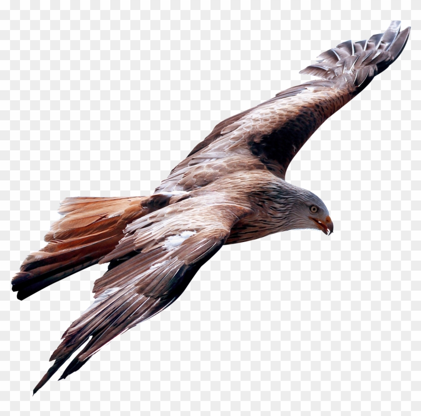 Eagle Fly - Fly Png #836719