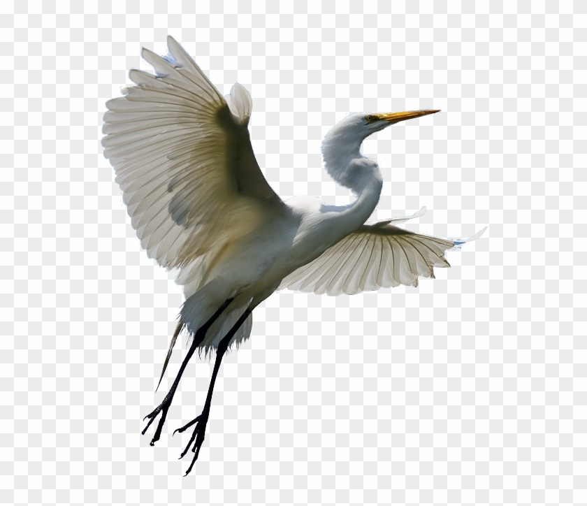 Related Png Images - Heron Png #836740