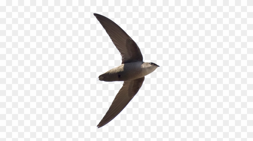 Chimney Swifts Are A Very Small Bird With Long Pointy - Swift Bird Png #836742