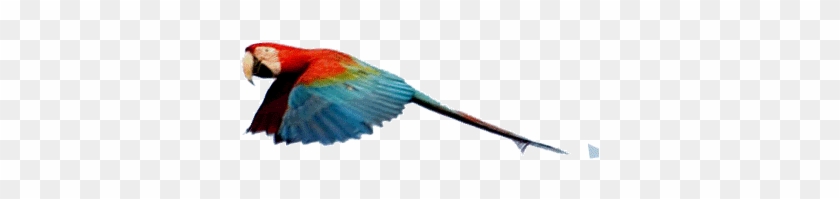 Parrot Clipart Animated Gif - Flying Parrot Animated Gif - Free Transparent PNG Clipart Images Download Parrot Clipart Animated Gif - Flying Parrot Animated Gif - Free Transparent PNG Clipart Images Download