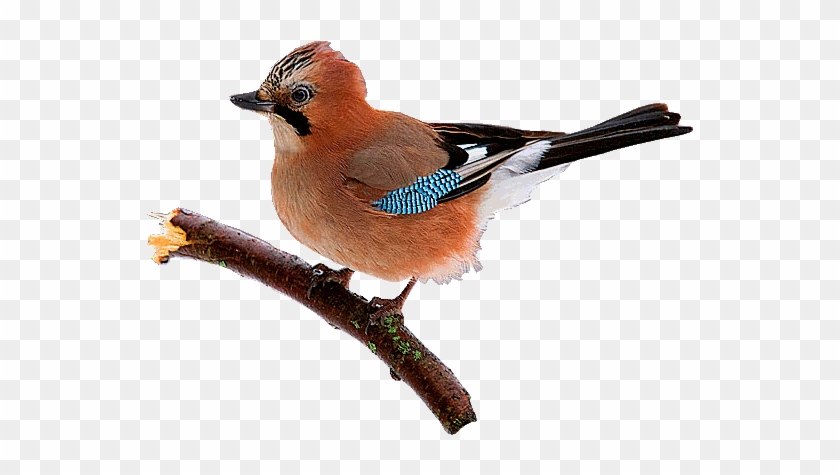 Animated Bird Gif - Bird Gif - Free Transparent PNG Clipart Images Download Animated Bird Gif - Bird Gif - Free Transparent PNG Clipart Images Download