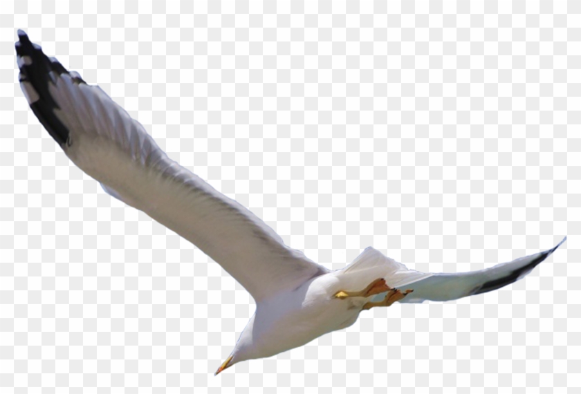 Bird Flight Wing - Flying Bird Png #836753