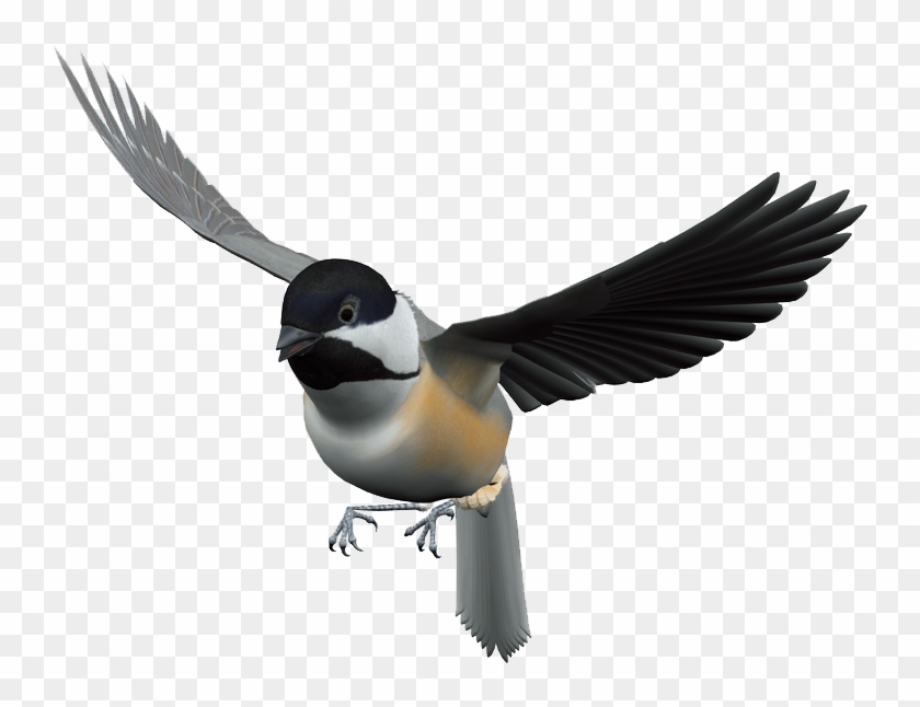 Download Png - Flying Bird Png #836754
