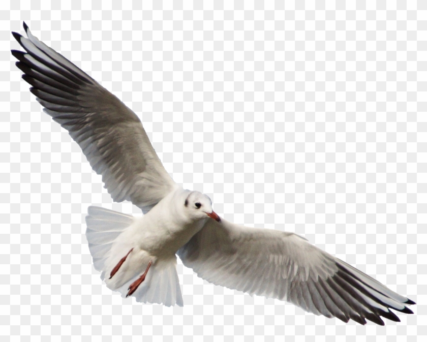 Seagull 11 Clear Cut By Astoko - Seagull Png #836759