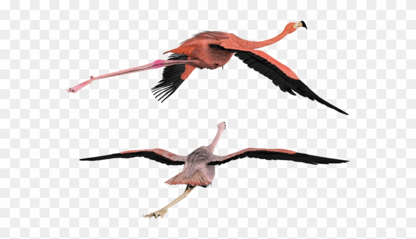 Flying High 3d Flamingos Birds By Madetobeunique - Birds Flying In 3d #836767