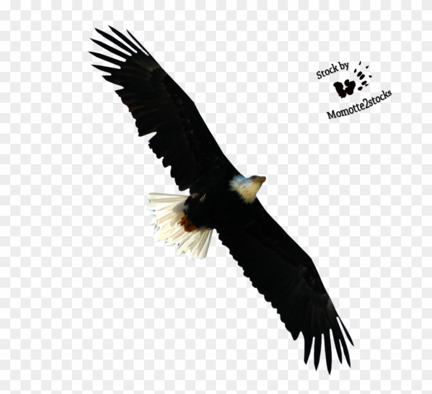 Flying Eagle Hd Png #836787