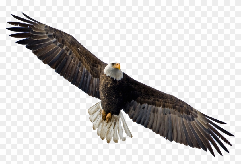 Flying Eagle Png Image - Bald Eagle Flying Png #836819