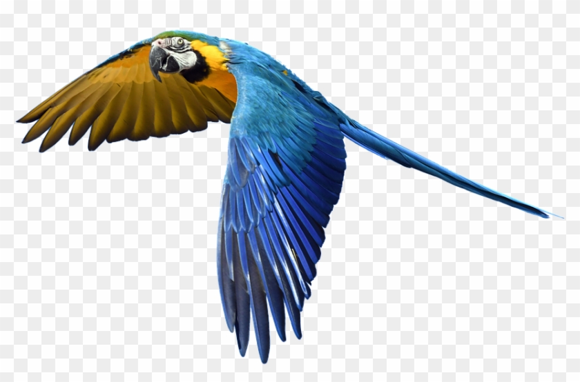 Free Photo Fly Flight Colorful Isolated Parrot - Blue And Yellow Macaw #836824