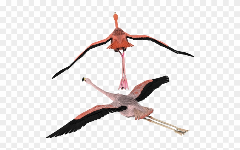 Flying Over My 3d Flamingos By Madetobeunique - Black Flying Flamingo Png #836836