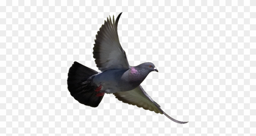 Bird With No Background #836850