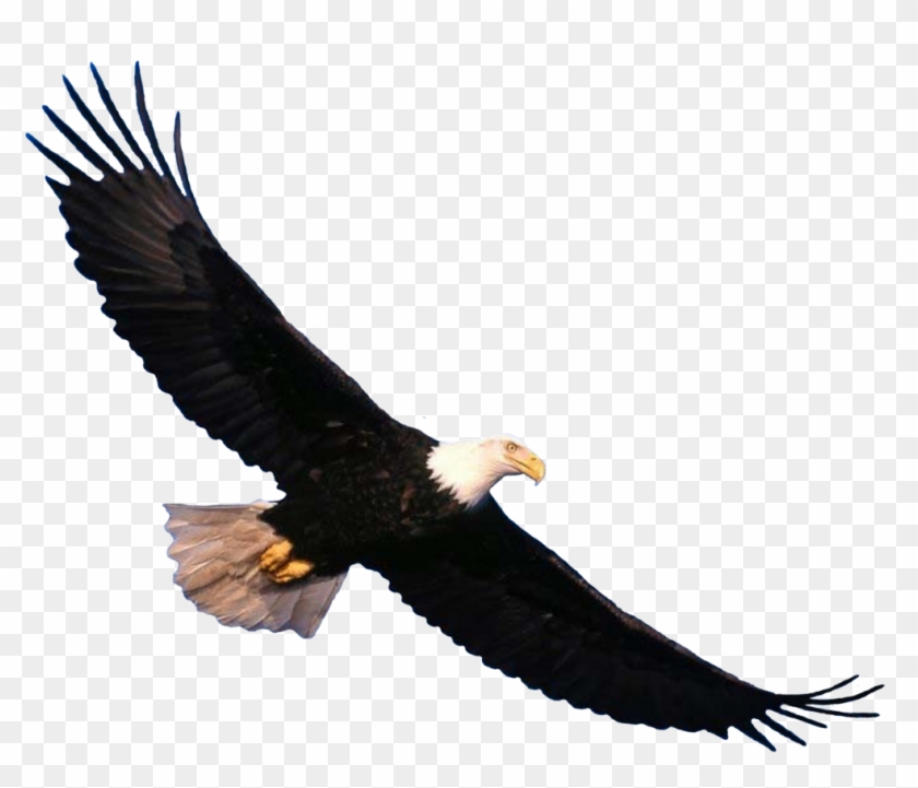 Eagle Png Image, Free Download - Soaring Eagle #836855