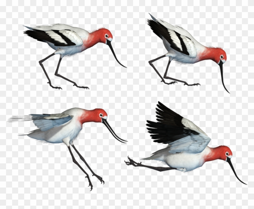 Wading Bird 01 Png Stock By Roy3d - Wader #836870