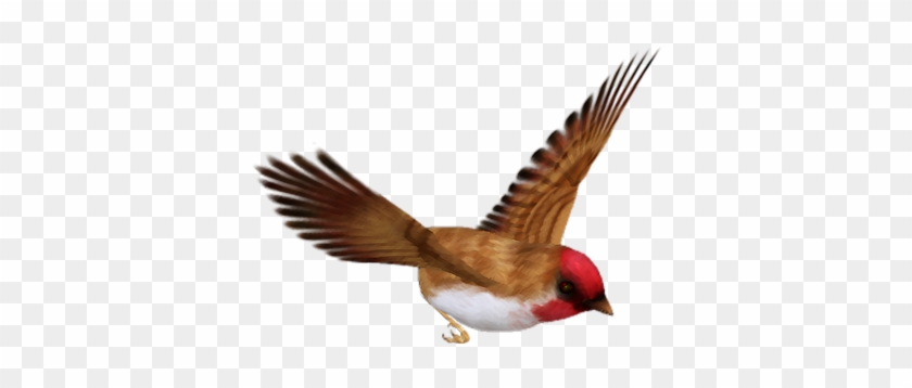 Bird #836886
