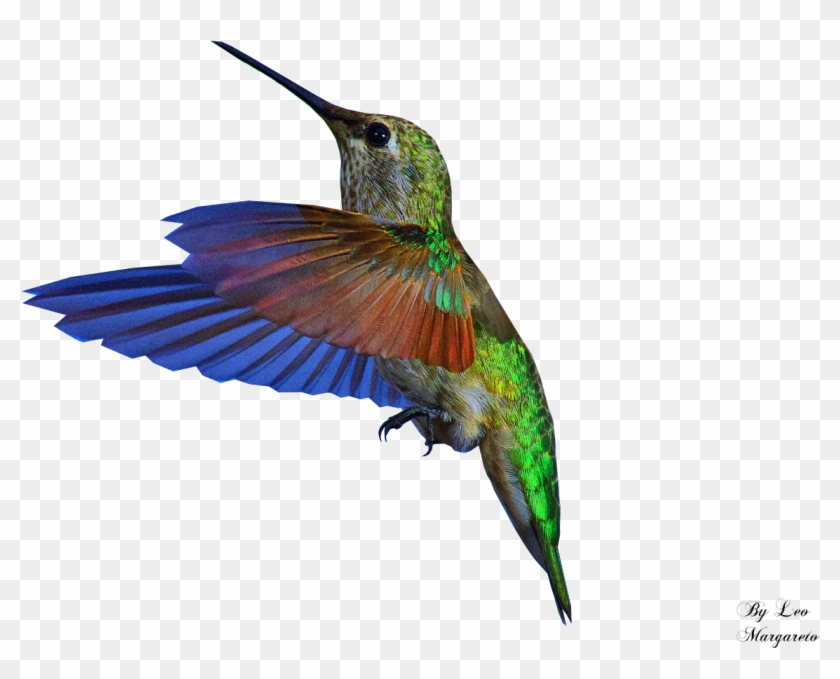 The - Hummingbird Gif Png #836912