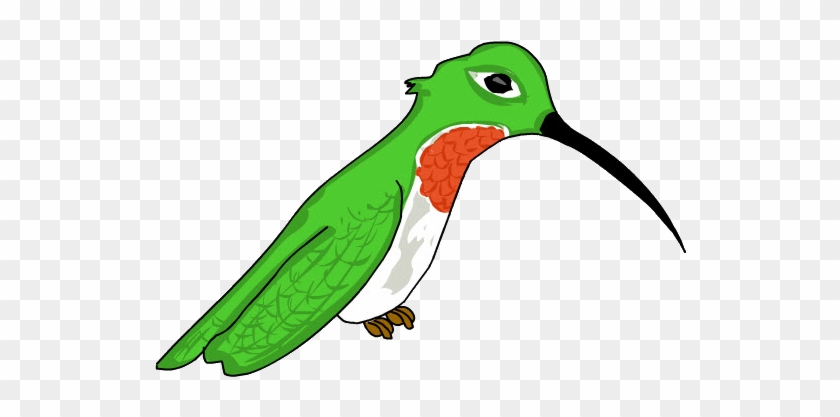 Colibrí - Hummingbird #836922