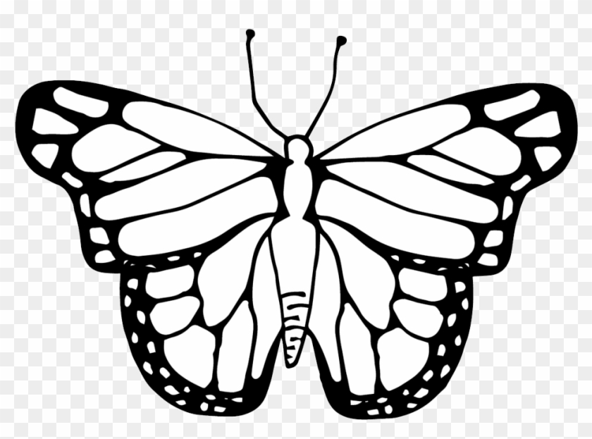 Life Cycle Of A Butterfly Clipart Black And White - Clipart Butterfly Cycle Black And White #837314