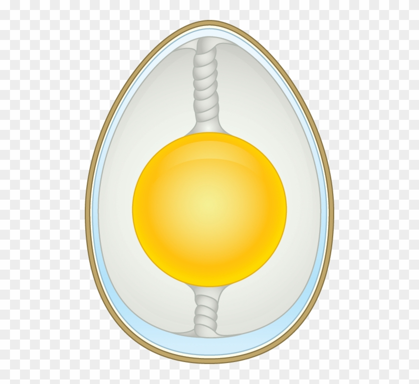 Anatomy Of An Egg - Circle #837327