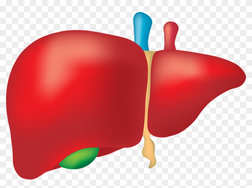 When We Assess A Patient With Viral Hepatitis We Look - Liver Png #838376