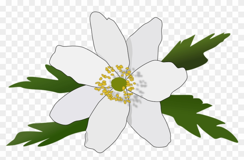 Free Anemone Nemorosa - Anemoner Clipart #838458